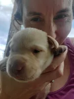 Twinkie, a female Labrador Retriever for sale in Sanderson, FL – 2 of 6