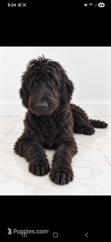 Luna – Labradoodle, Poodle - Standard  puppy for sale in Sanderson, FL