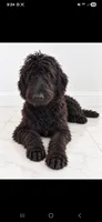 Luna, a female Labradoodle and Poodle - Standard  for sale in Sanderson, FL – 1 of 2