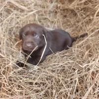 AKC Cocoa purple collar, a female Labrador Retriever for sale in Sanderson, FL – Photo 2 of 4