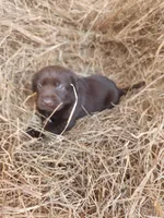 Cocoa, a male Labrador Retriever for sale in Sanderson, FL – Photo 1 of 4