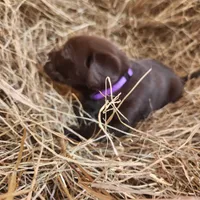 AKC Cocoa purple collar, a female Labrador Retriever for sale in Sanderson, FL – Photo 4 of 4