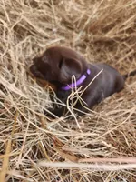 Cocoa, a male Labrador Retriever for sale in Sanderson, FL – Photo 4 of 4