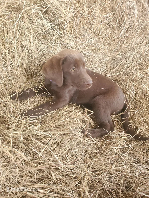 AKC Mocha – Labrador Retriever puppy for sale in Sanderson, FL