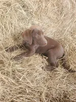 AKC Cocoa, a female Labrador Retriever for sale in Sanderson, FL – Photo 3 of 6
