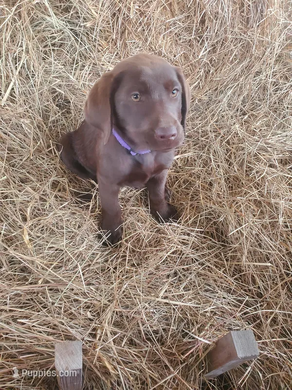 AKC Cocoa-purple collar – Labrador Retriever puppy for sale in Sanderson, FL