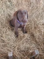 AKC Cocoa, a female Labrador Retriever for sale in Sanderson, FL – Photo 1 of 6