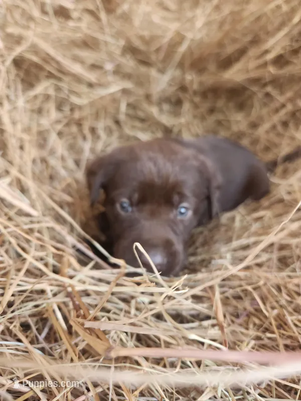 Cocoa – Labrador Retriever puppy for sale in Sanderson, FL