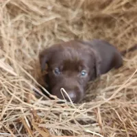 AKC Cocoa purple collar, a female Labrador Retriever for sale in Sanderson, FL – Photo 1 of 4