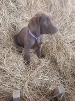 AKC Cocoa, a female Labrador Retriever for sale in Sanderson, FL – Photo 2 of 6
