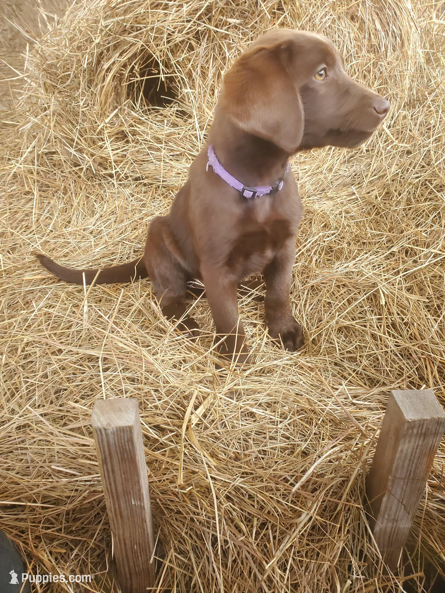 AKC Cocoa, a female Labrador Retriever for sale in Sanderson, FL – Photo 4 of 6