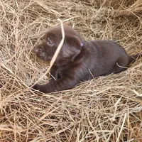 AKC Cocoa purple collar, a female Labrador Retriever for sale in Sanderson, FL – Photo 3 of 4
