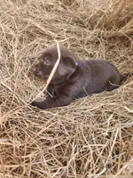 Cocoa, a male Labrador Retriever for sale in Sanderson, FL – Photo 3 of 4
