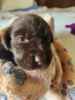 Kit Kat, a female Labrador Retriever for sale in Sanderson, FL – 5 of 6
