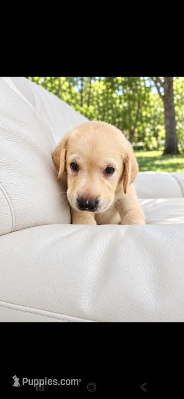 Duke – Labrador Retriever puppy for sale in Sanderson, FL