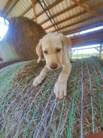 Milo, a male Labrador Retriever for sale in Sanderson, FL – 3 of 5