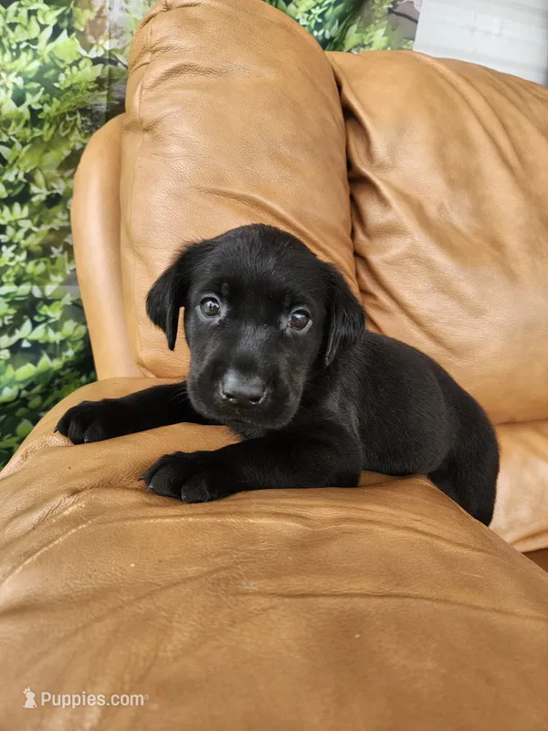 Bandit – Labrador Retriever puppy for sale in Sanderson, FL