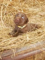 Latte, a female Labrador Retriever for sale in Sanderson, FL – Photo 3 of 5