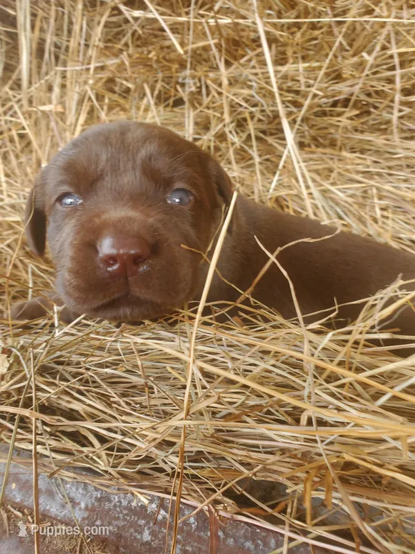 AKC Latte – Labrador Retriever puppy for sale in Sanderson, FL