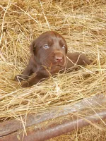 Latte, a female Labrador Retriever for sale in Sanderson, FL – Photo 4 of 5