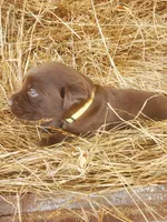 Latte, a female Labrador Retriever for sale in Sanderson, FL – Photo 5 of 5