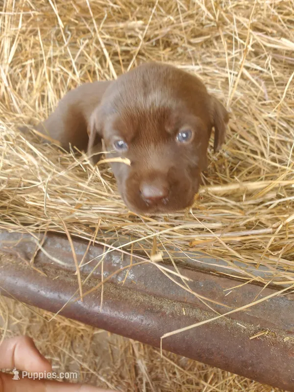 Latte – Labrador Retriever puppy for sale in Sanderson, FL