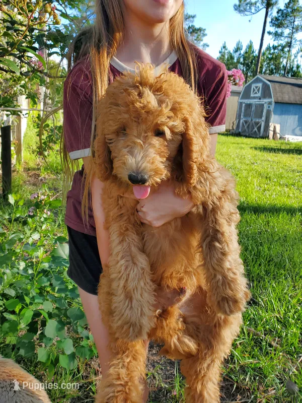 Teddy – Goldendoodle puppy for sale in Sanderson, FL