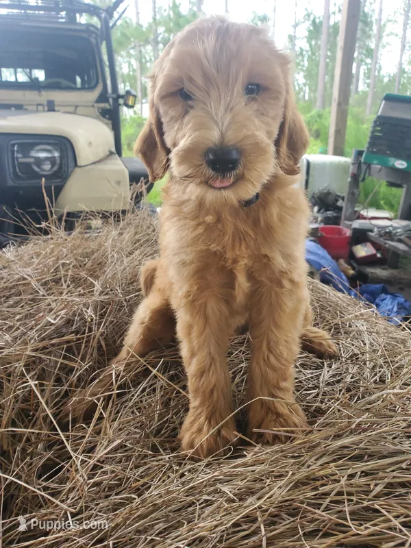 Beau – Goldendoodle puppy for sale in Sanderson, FL