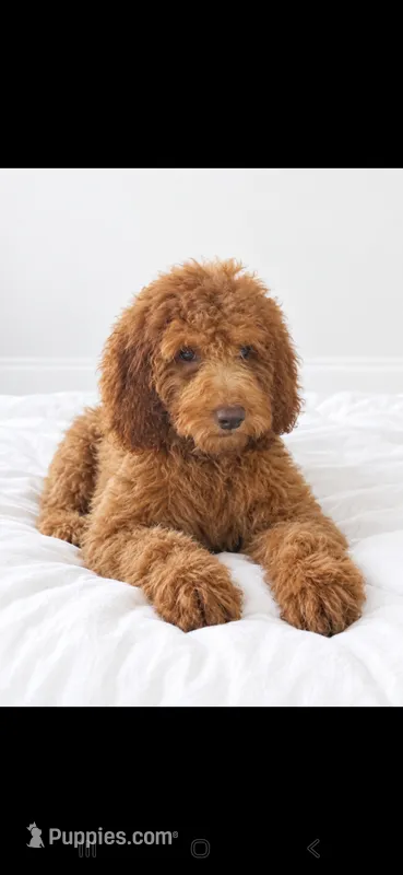 Teddy – Goldendoodle puppy for sale in Sanderson, FL