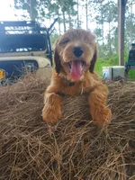 Beau, a male Goldendoodle for sale in Sanderson, FL – 5 of 5