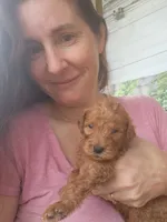 Winston-F1b, a male Goldendoodle for sale in Sanderson, FL – 2 of 3