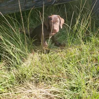 AKC Moose, a male Labrador Retriever for sale in Sanderson, FL – Photo 3 of 3