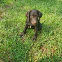 AKC Moose, a male Labrador Retriever for sale in Sanderson, FL – Photo 1 of 3