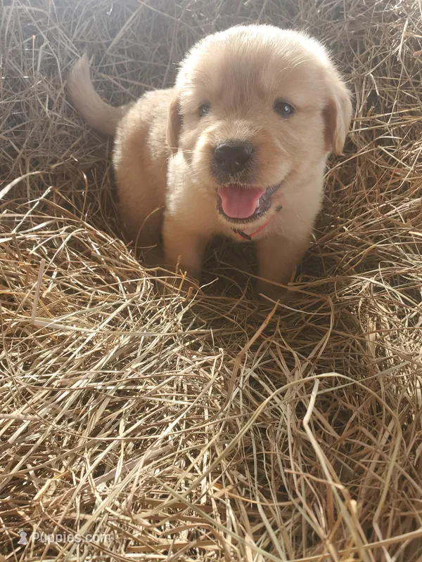 Bear – Great Pyrenees, Labrador Retriever puppy for sale in Sanderson, FL