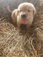 Bear, a male Great Pyrenees and Labrador Retriever for sale in Sanderson, FL – 1 of 4