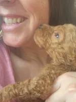 Chloe- F1b, a female Goldendoodle for sale in Sanderson, FL – 3 of 3