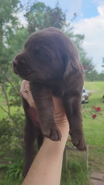 Rolo, a female Labrador Retriever for sale in Sanderson, FL – 3 of 3