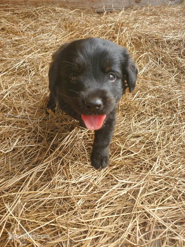 Rocco – Great Pyrenees, Labrador Retriever puppy on hold in Sanderson, FL