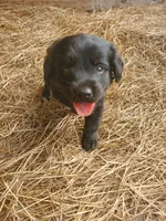 Rocco, a male Great Pyrenees and Labrador Retriever for sale in Sanderson, FL – 1 of 7