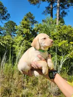 AKC Duke, a male Labrador Retriever for sale in Sanderson, FL – 5 of 8