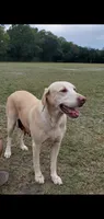 Sugar, a female Labrador Retriever for sale in Sanderson, FL – 2 of 2