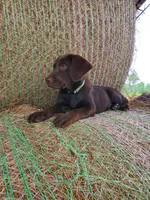 Truffle- Green Collar, a female Labrador Retriever for sale in Sanderson, FL – Photo 3 of 6