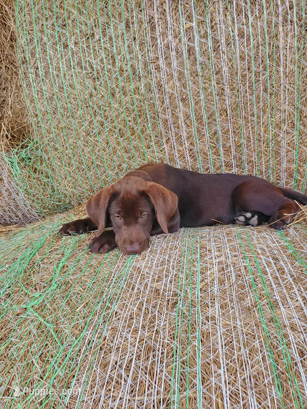 AKC Truffle – Labrador Retriever puppy for sale in Sanderson, FL
