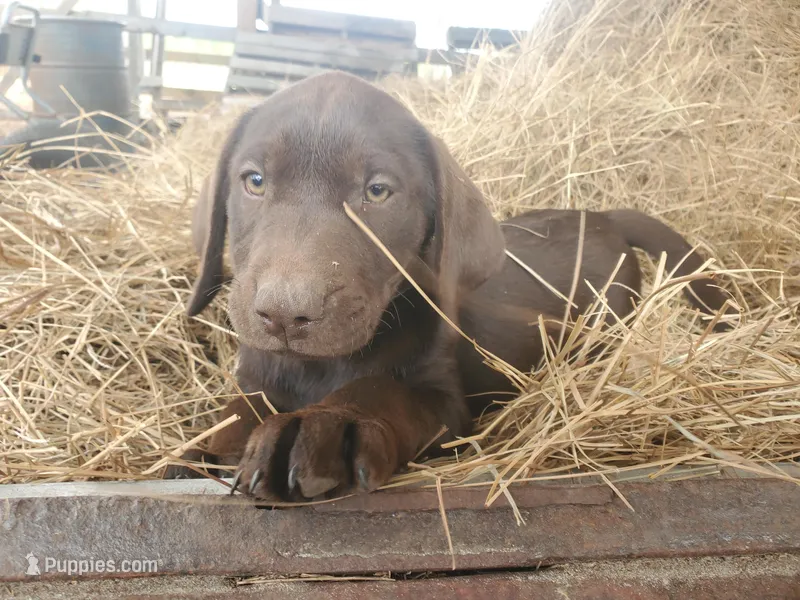 Truffle – Labrador Retriever puppy for sale in Sanderson, FL