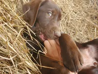 Truffle, a female Labrador Retriever for sale in Sanderson, FL – Photo 3 of 6