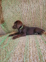 Truffle- Green Collar, a female Labrador Retriever for sale in Sanderson, FL – Photo 4 of 6