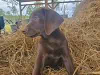 Truffle, a female Labrador Retriever for sale in Sanderson, FL – Photo 5 of 6