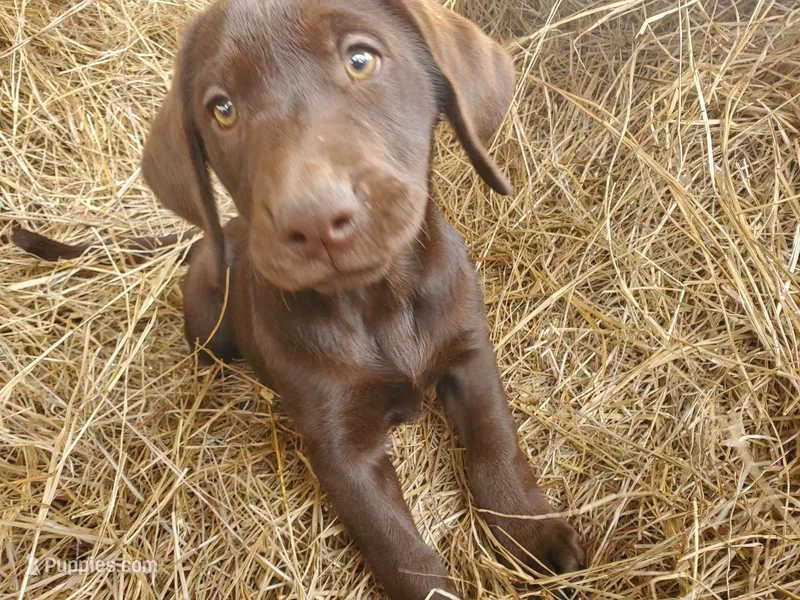 Truffle – Labrador Retriever puppy for sale in Sanderson, FL