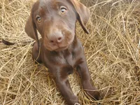Truffle, a female Labrador Retriever for sale in Sanderson, FL – Photo 1 of 6
