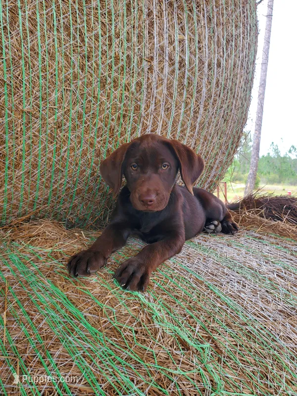 Truffle- Green Collar – Labrador Retriever puppy for sale in Sanderson, FL